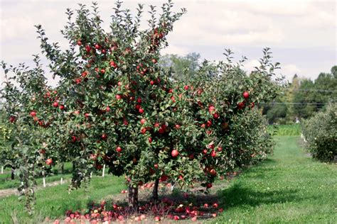 Top 5 Apple Orchards To Visit This Fall Minnesota Monthly