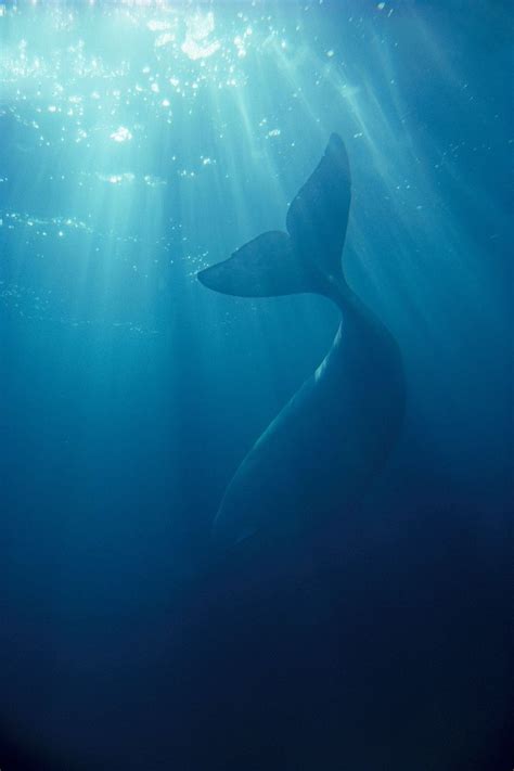 46 Cute Whale Wallpaper For Iphone