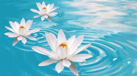 Zen Lotus Hd Wallpapers Top Free Zen Lotus Hd Backgrounds