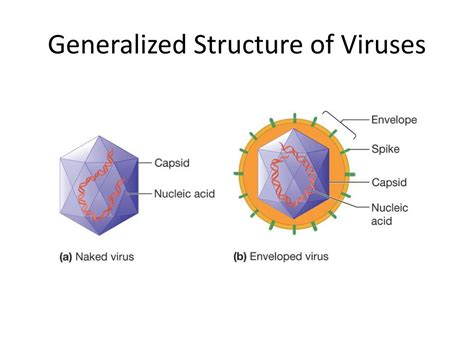 Ppt Virus Structure Powerpoint Presentation Free Download Id2460719