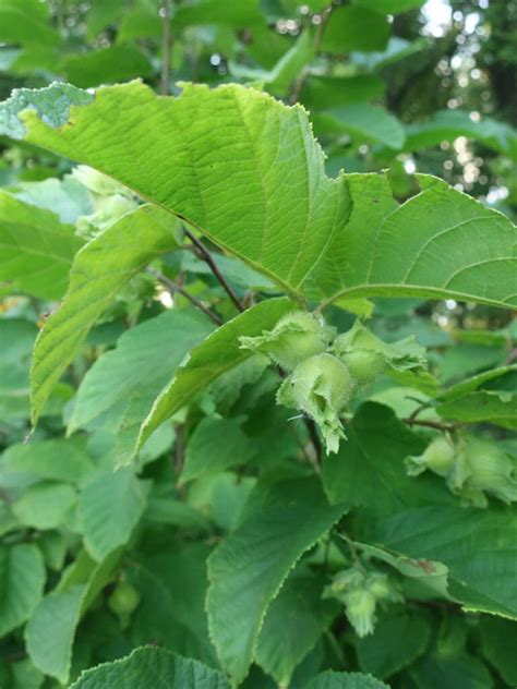 Corylus Americana American Hazelnut Wild Ridge Plants