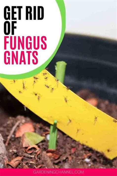 How To Get Rid Of Fungus Gnats Gardening Channel In 2020 Gnats In