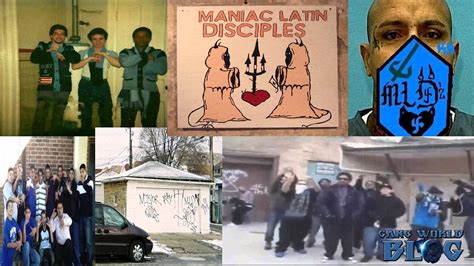 Maniac Latin Disciples Gang History Chicago Youtube