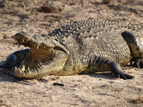 Crocodile Wildlife Info And Photos The Wildlife