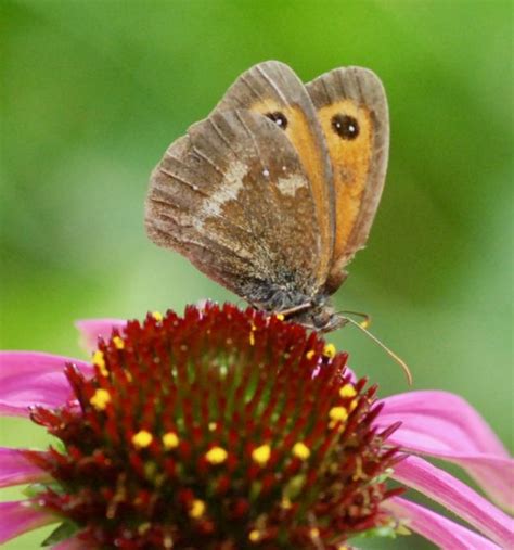 The 2017 Big Butterfly Count