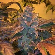 High School Sweetheart (Gage Green Genetics) :: Cannabis Strain Info