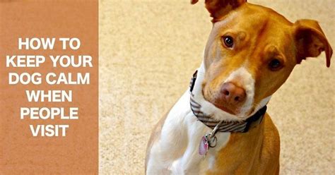 The pit i have now is aggressive to other. How to Keep Your Dog Calm When People Visit | Dogs, Dog ...