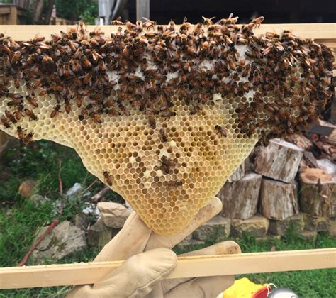 What Does A Laying Worker Hive Look Like Honey Bee Suite