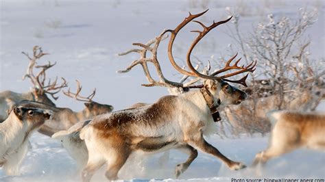 Interesting Facts About Reindeer Just Fun Facts