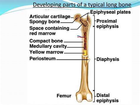 Structure Of A Typical Long Bone