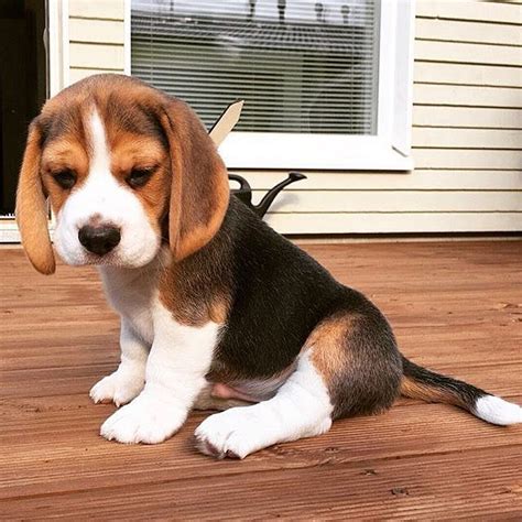 3 Month Old Beagle Puppies
