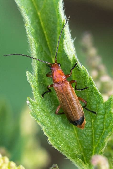 Kleine Rode Weekschildkever Rhagonycha Fulva Sectenparadijsnl