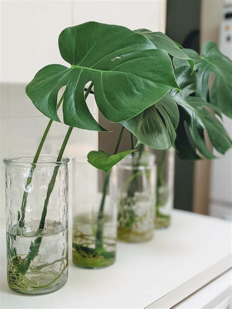 How To Propagate A Monstera In Water In 5 Easy Steps Tips For Success