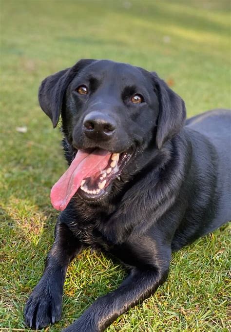 Do Labradors Bark A Lot Solving Lab Barking Issues Labrador Wise