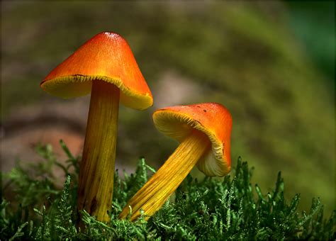 Die Schönsten Pilze Auf Der Wiese Foto And Bild Pflanzen Pilze