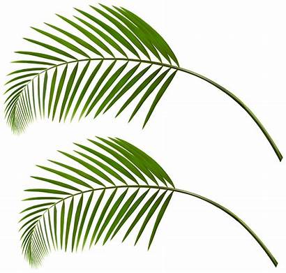 Palm Leaves Clip Clipart Tropical Aesthetic Decorative