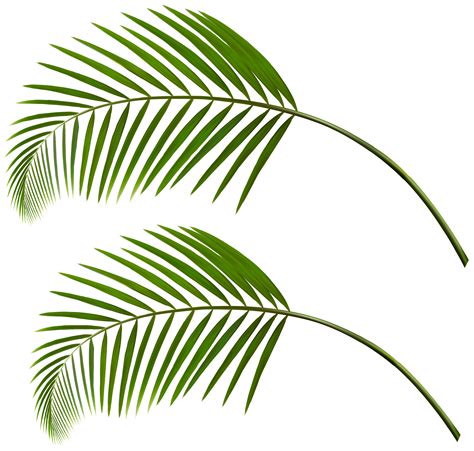 Clipart leaves palm leaves, Clipart leaves palm leaves Transparent FREE for download on 