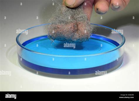 A Tuft Of Steel Wool Has Been Submerged In A Solution Of Copper Sulfate