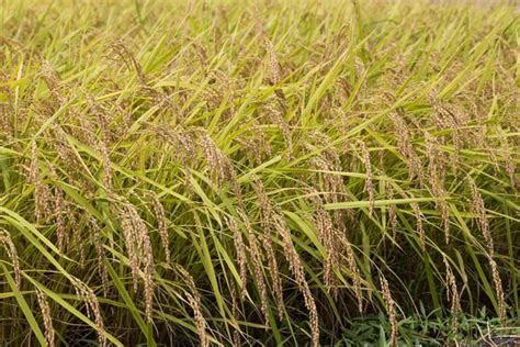 Closeup Of Golden Yellow Paddy Rice Ready For Harvest Stock Image