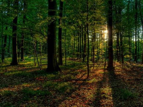 Summer Forest Hdr Free Stock Photos Rgbstock Free Stock Images