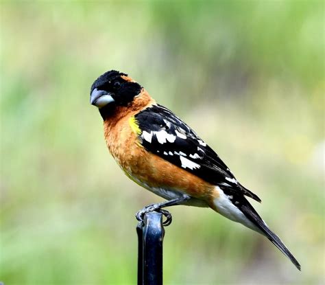 Black Headed Grosbeak Photo Of The Day Ramona Ca Patch