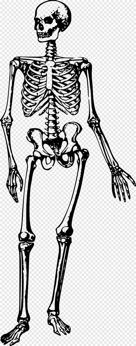 Printable Human Skeleton Diagram Blank