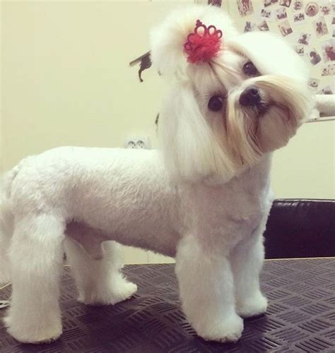 30 Best Maltese Haircuts For Dog Lovers Artofit