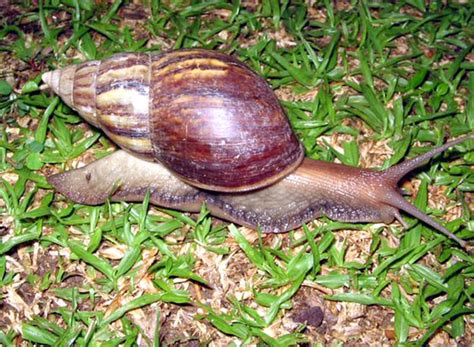 Kalau sekilas dilihat, anda tidak akan menyangka bahwa hewan ini adalah ayam. Ensiklopedia Muslim (موسوعة المسلم): BINATANG YANG HALAL ...