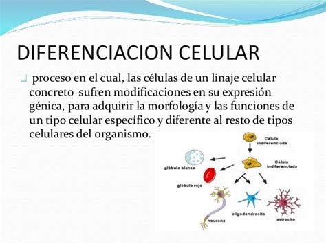 Diferenciacion Celular