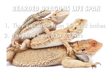 Life Cycle Of A Bearded Dragon