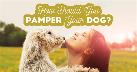 How Should You Pamper Your Dog? - Quiz - Quizony.com