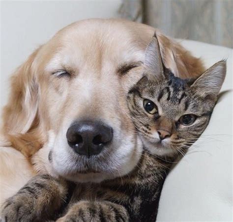 Rescue Kitten Finds Golden Retriever Who Becomes The Father She Never