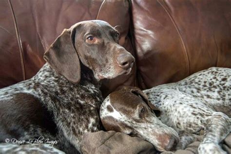 Gsps On The Couch Gsp Dogs Gsp Puppies Cute Dogs And Puppies Best