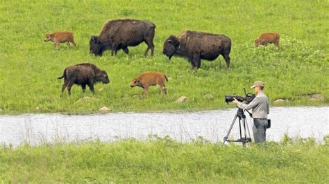 Ken Burns On Why The American Buffalo Documentary Is Quintessentially American Yardbarker