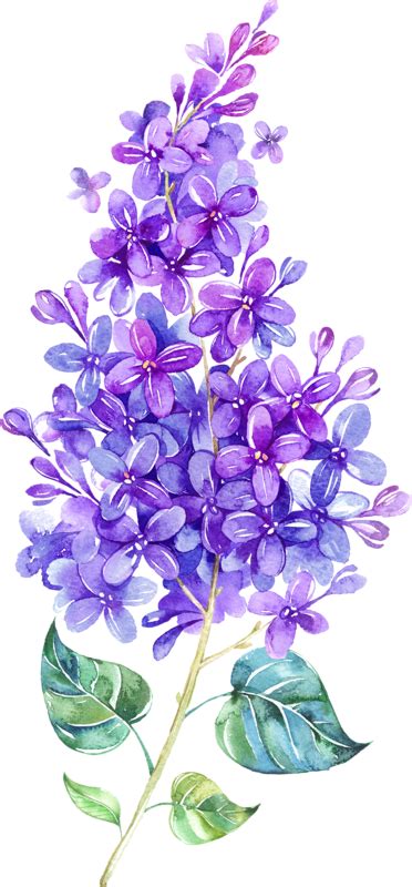 Lilac Png