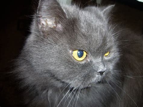 Grey Persian Cat Full Face Stock Image Image Of Wildcat 224302071