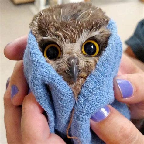 Free shipping on prime eligible orders. Owl in a Towel - CUTETROPOLIS