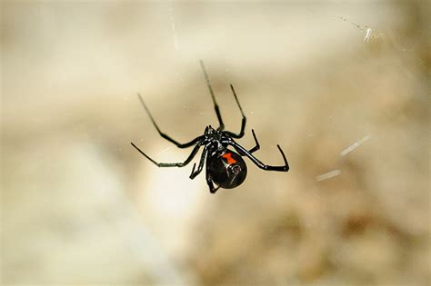 Others had gone without food for 7 or 14 days. Black Widow Spiders Eat Their Mate - True or False? - Jake ...