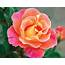 Fruity Petals™  Star® Roses And Plants