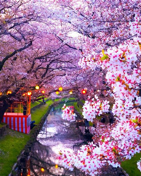 cherry blossoms japan beautiful nature japan landscape cherry blossom japan