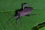 Leaf Footed Bug - A terminalis - North American Insects & Spiders