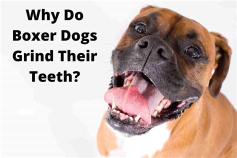 Why Do Boxer Dogs Grind Their Teeth About Boxer Dogs