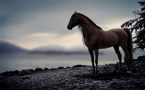 Horse Full Hd Wallpaper And Background Image 1920x1200 Id472763