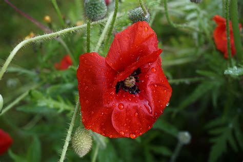 Poppy Flower Bud Wallpaper Hd Flowers 4k Wallpapers Images And