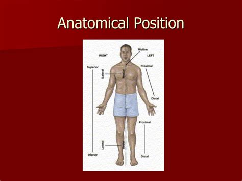 Ppt Anatomical Directions Powerpoint Presentation Free Download Id
