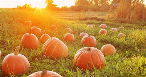Care guide for ketogenic diet for children. 9 reasons to add pumpkin to your diet | OSF HealthCare