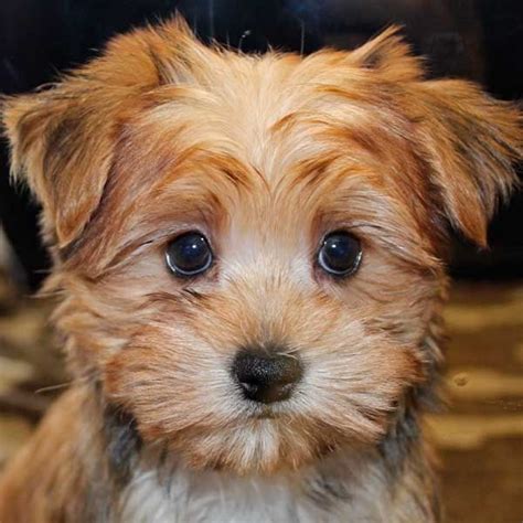 Morkie~my Heart Just Melted Morkie Puppies Morkie Haircuts Morkie