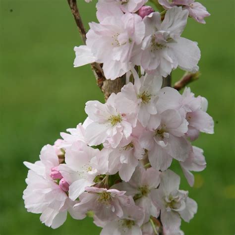 Buy Flowering Cherry Blossom Tree Syn Prunus Serrulata Amanogawa