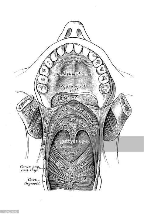 The Muscles Of The Soft Palate Viewed From The Front High Res Vector