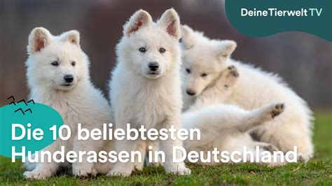 Die 10 Beliebtesten Hunderassen In Deutschland Youtube